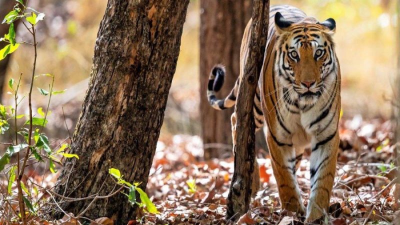प्रदेश में पर्यटन गतिविधियां बढ़ने से बढ़ रहे हैं बाघ के हमले
