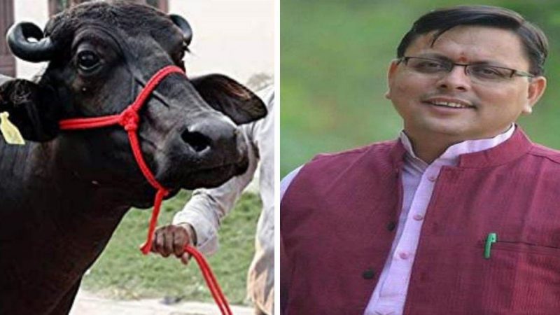 भैंस चोरी के मामले को हल्के में टरकाया, सीएम धामी के आदेश पर हुआ मुकदमा दर्ज