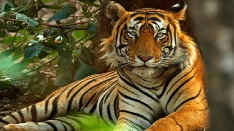 उत्तराखंड : अल्मोड़ा में इतनी ऊंचाई पर नजर आया बाघ, वन विभाग भी हैरान