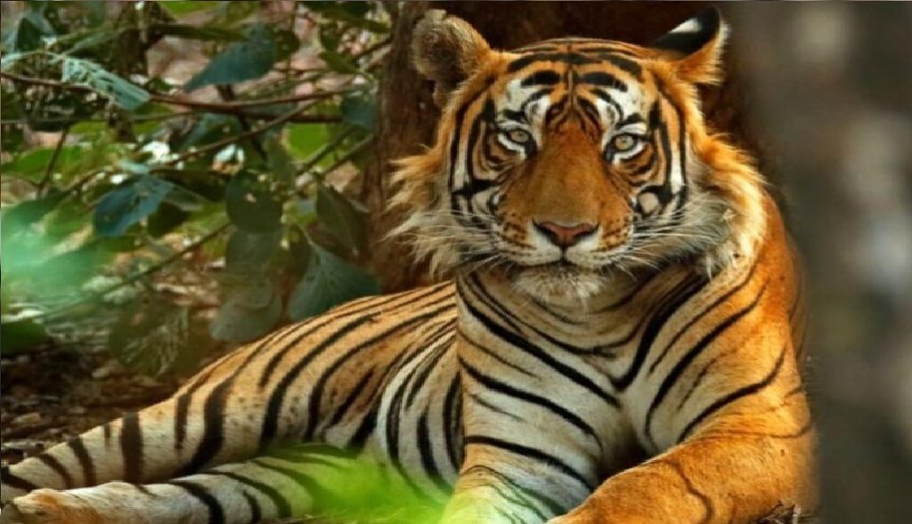 उत्तराखंड : अल्मोड़ा में इतनी ऊंचाई पर नजर आया बाघ, वन विभाग भी हैरान