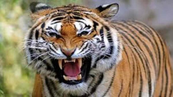 उत्तराखंड में लगातार बढ़ते ही जा रहे हैं बाघ के हमले, हैरान करने वाले आंकड़े