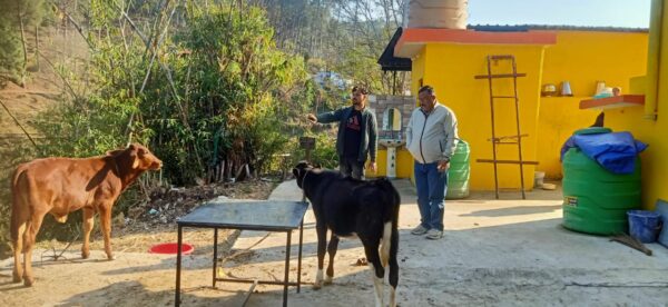 यूकेसीडीपी की मुख्यमंत्री घसियारी योजना बढ़ा रही है दूध उत्पादन
