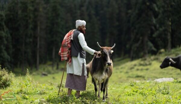 द नोमैड्स लैंड : वन गुज्जर्स – हिमालय की गोद में खेलती खानाबदोश सांसें